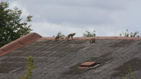 Foto: Jelgavā lapsas atpūšas uz pamesta nama jumta