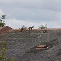 Foto: Jelgavā lapsas atpūšas uz pamesta nama jumta