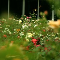Rožu ziedēšanas pilnbriedā: interesanti fakti par dārza karalienēm
