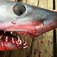 Austrālijā notiek protesti pret haizivju nogalināšanu