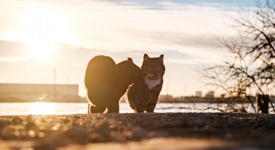 Синоптики: пятница в Латвии пройдет без существенных осадков, время от времени будет светить солнце