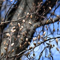 Pie Botāniskā dārza sētas Rīgā plāno izcirst apmēram 100 koku