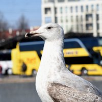SPKC iesaka novērot veselību 10. novembra maršruta Rīga – Cēsis – Rīga autobusu pasažieriem