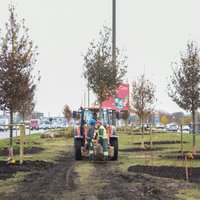 ФОТО: На ул.Краста в Риге начали посадку 120 деревьев и 2433 кустов