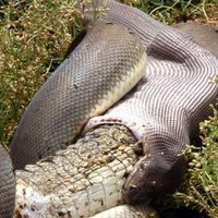 Episka cīņa: Milzu pitons pret aligatoru