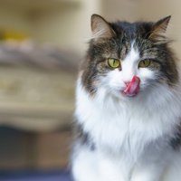 Veterinārārsti brīdina – gumijas 'Stikeez' kaķiem ir nāvējošas; uzņēmums pārmetumus noraida