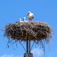 Ligzdošanas laikā liedaga putniem nepieciešama pastiprināta aizsardzība