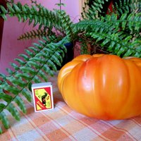 Jelgavas novadā izaug milzu tomāts