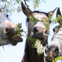 Скандал с кониной: в ПВС начались проверки