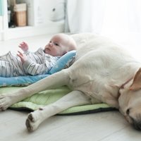 Kā laikus sagatavot mājdzīvnieku, ja ģimenē gaidāms bērniņš