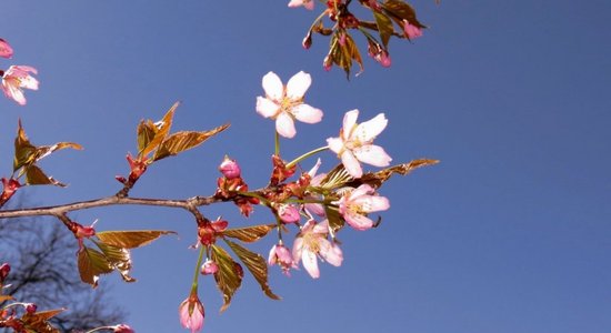 Foto: Kā somi priecājas par japāņu eksotiku