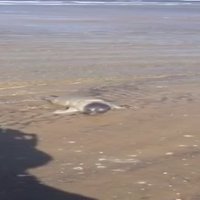 ВИДЕО: В Юрмалу приплыл маленький тюлененок - скоро подтянутся остальные (дополнено)
