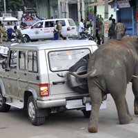 Слон напал на непальскую деревню