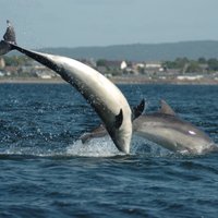 Aberdīna Skotijā - granīta valstība ar naftu, viskiju un 'urbāniem delfīniem'