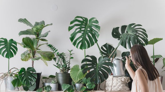 telpaugi, laistīšana, kanna, monstera, augu laistīšana, telpaugu laistīšana