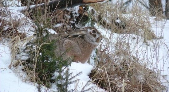 Dabas muzejs aicina skolēnus piedalīties video konkursā par tēmu – pelēkais un baltais zaķis