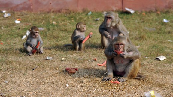 MONKEY Macaca mulatta