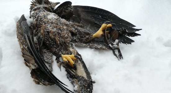 Iesprūstot malumednieku izliktā slazdā, bojā gājis jauns jūras ērglis