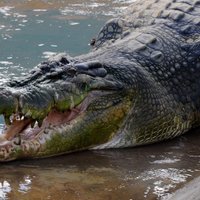 Крокодил в реке пытался утащить слоненка за хобот