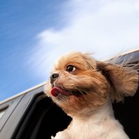 ВИДЕО: Новозеландский приют научил собак водить автомобиль