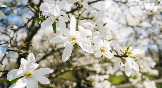 Foto: Pārdaugavā krāšņi zied lielākā magnoliju kolekcija Latvijā