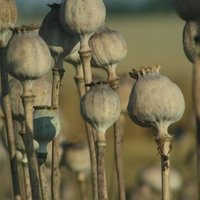 Афганский опийный мак уничтожает грибок
