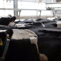 LPCS: piena pārstrādātājiem ir izdevies aizstāt Krieviju ar citiem eksporta tirgiem