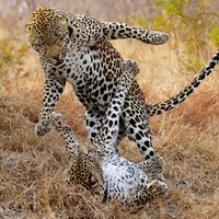 Video: Cik bargi kopojas Āfrikas leopardi