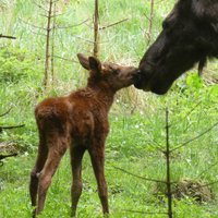 Līgatnes dabas taku aļņu mammai Mirgai piedzimis mazulis