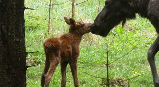 Līgatnes dabas taku aļņu mammai Mirgai piedzimis mazulis