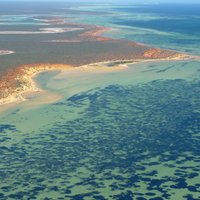 У берегов Австралии найдено крупнейшее растение в мире. Ему 4,5 тыс. лет