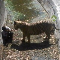 В индийском зоопарке белый тигр загрыз подростка