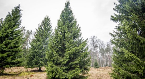 Rīgā iedegs galveno svētku egli un sāks darboties Ziemassvētku tirdziņi