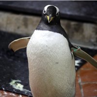 Итальянский цирк уличили в жестоком обращении с пингвинами