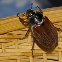 Майский жук: тактика и стратегия борьбы с вредителем, способным сожрать весь огород