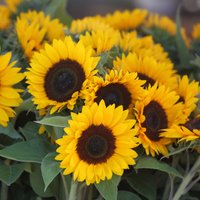 Цветы солнца: как выращивать подсолнечники и собирать семена