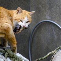 В Британии пропавший кот нашелся спустя 10 лет