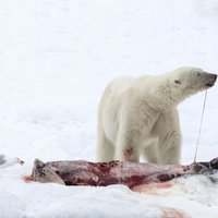 На Шпицбергене застрелили белого медведя, напавшего на тургруппу