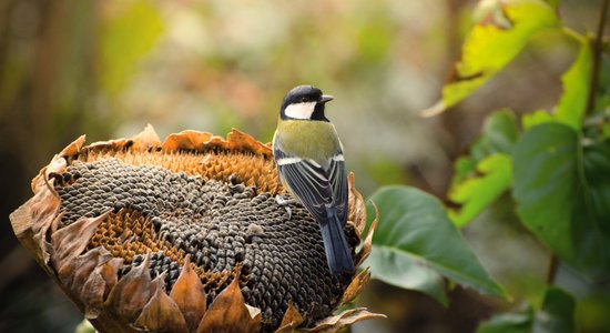 Kā vākt saulespuķu sēklas putnu barošanai ziemā