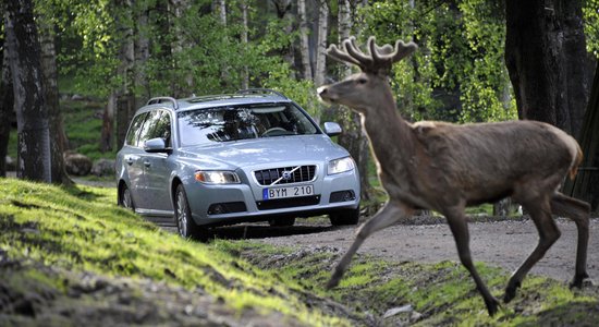 Auto sadursme ar meža dzīvnieku – zaudējumi spēkratam vidēji ir 2250 eiro