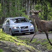 Autovadītājiem bīstamākie meža dzīvnieki – aļņi, brieži, mežacūkas un stirnas