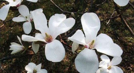 Foto: LU Botāniskajā dārzā sākusies pasakaino magnoliju ziedēšana