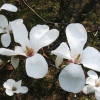 Foto: LU Botāniskajā dārzā sākusies pasakaino magnoliju ziedēšana