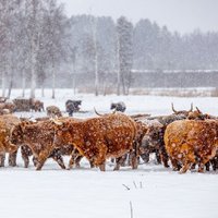 Fotokonkursā par Latvijas dabas dižvietām uzvar saullēkta un Dvietes palienes ganību attēli