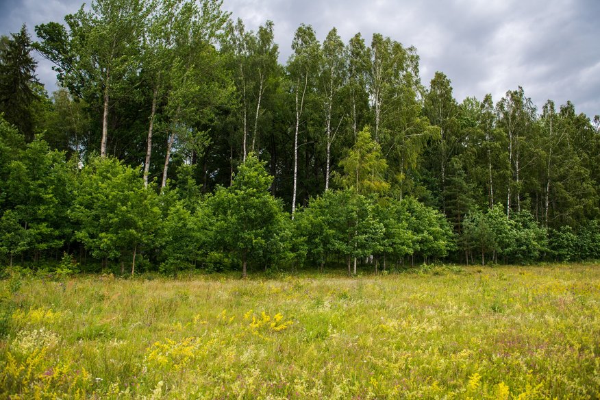 Par 2025. gada dzīvotni Latvijā izvēlas ekotonu