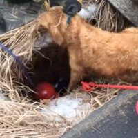 Video: No četrus metrus dziļas bedres ASV izvelk pazudušu sunīti