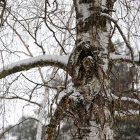 'Lidl' būvniecībai Anniņmuižas bulvārī atļauj nocirst kokus