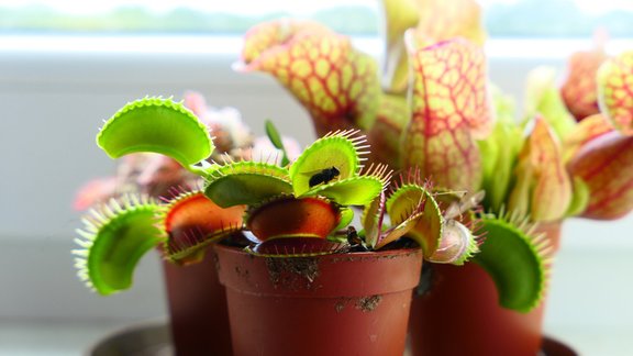 Dioneja, Venēras mušķērājs, Dionaea muscipula