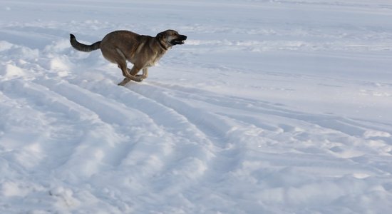 В Даугавпилсе запретили с собаками посещать детские площадки и публичные мероприятия