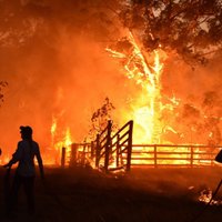 Foto: Austrālijas savvaļas ugunsgrēki sasnieguši Sidnejas piepilsētas
